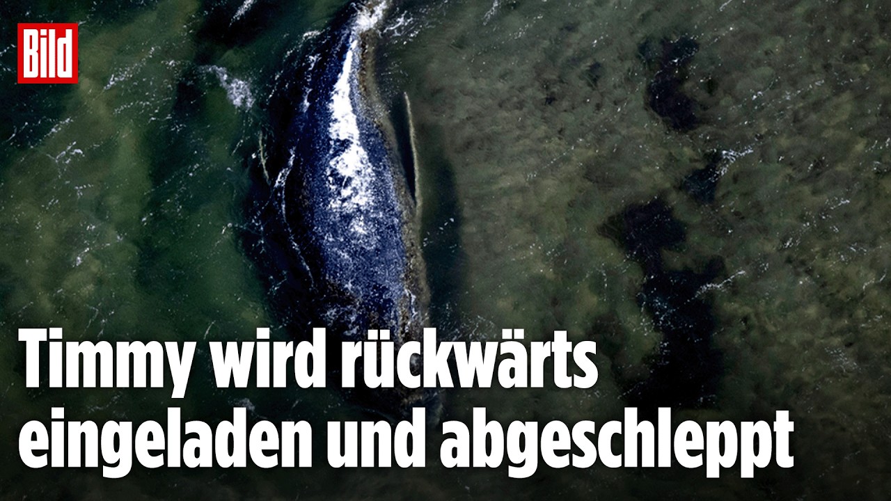 🔴 Tag 27 – Die Rettung vom Ostsee-Wal Timmy geht weiter | BILD LIVE