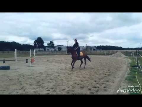 Van Gogh (6 jähriger Trakehner Wallach Sarafan)