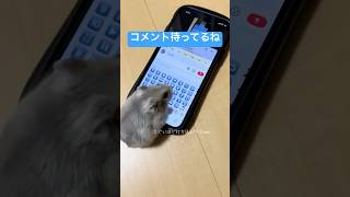 コメント返信ハムスター第2弾！コメント待ってるよ！#ハムスター #ハムスターのいる生活