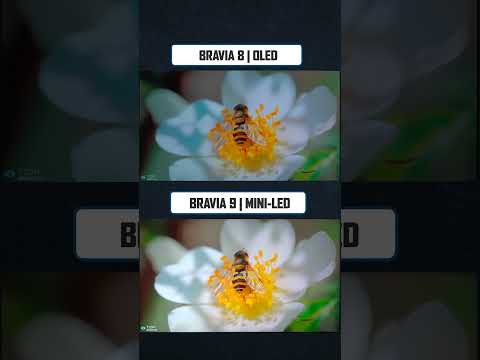 Sony OLED or Mini LED