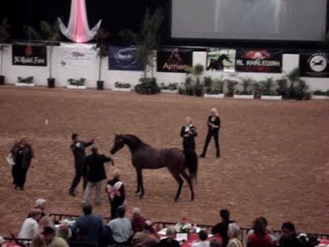 Word Cup Arabian Las Vegas