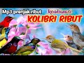 MP3 Prenjak Ribut Dan Kolibri Ribut Untuk Pikat Prenjak Dan Burung Kecil