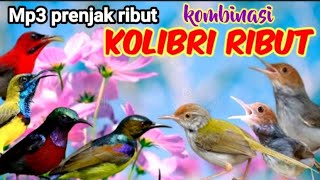 Download lagu MP3 Prenjak Ribut Dan Kolibri Ribut Untuk Pikat Prenjak Dan Burung Kecil mp3