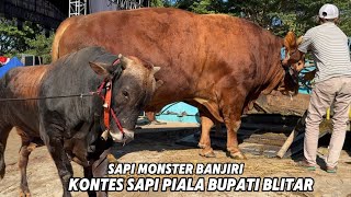 Download lagu PROSES SAPI MONSTER TURUN BANJIRI KONTES BUPATI BLITAR FULL SAPI SUPER🔥 mp3 Download lagu PROSES SAPI MONSTER TURUN BANJIRI KONTES BUPATI BLITAR FULL SAPI SUPER🔥 mp3