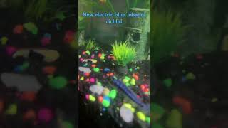 New electric blue Johnni cichlid