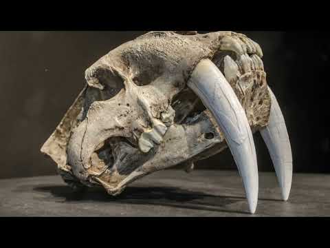 The Saber Tooth Tiger:  Evolution's Most Impressive Predator