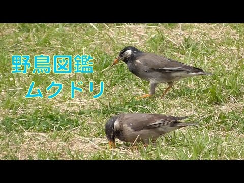 ムクドリを怖がらせるものは何ですか？鳥の餌台や庭から永遠に追い払うための 4 つのヒント  庭園