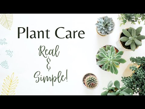 DON'T KILL YOUR PLANTS | Plant Care for Beginners | Healthy, Lush, Home Garden