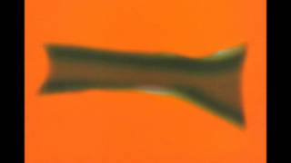 Mandalay - Flowers bloom (Secret lover remix by PFM)