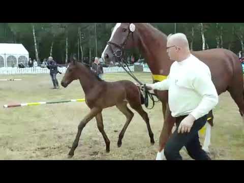 Siegerfohlen Sandro Hit - Diamond Hit -Wenzel I