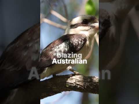 Australian Open Shock! World No.185 Arthur Fery Stuns 20th Seed Flavio Cobolli | Day 1 Upset