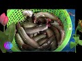 JSTV Fish Cutting