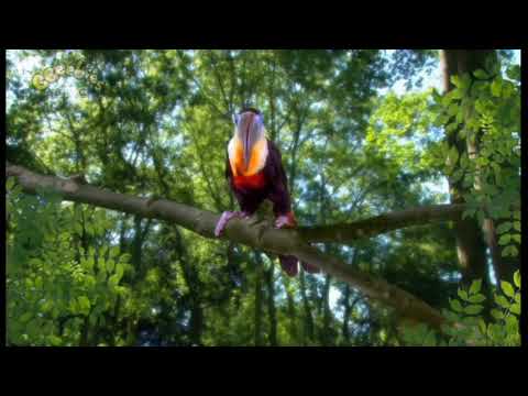 In the Night Garden - Toucan Song (2007) but it has the 16:9 2007 Discover + Do DOG