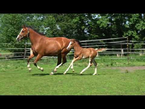 Emerson v. Emerald van het Rytershof