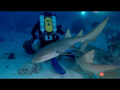 Duikclub Barracuda - VisiOn