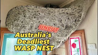 (UNCUT) Australia’s Deadliest WASP NEST
