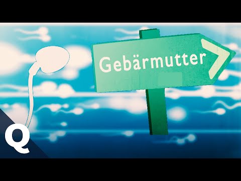 Fertilization: How sperm reaches the egg | Quarks