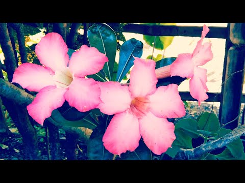 Relaxing Flowers For Your Eyes Only | Perfectly Created For Viewing | RosaMaria's Channel