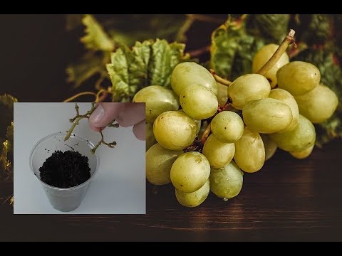 , title : 'Experiment – Weinrebe aus Supermarkt Weintrauben Steckling selber ziehen – Fumktioniert das?'