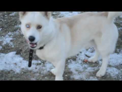 VLOG: ПОСТАВИЛИ ЁЛКУ ПЕРВЫМИ! 09.11.18