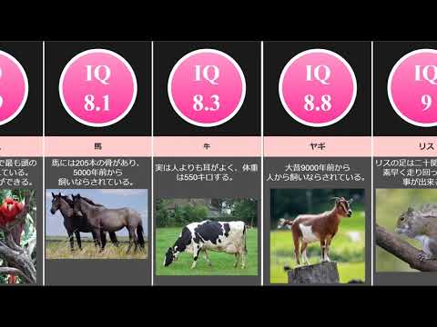 世界で最も知的な動物