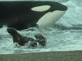Killer Whales Vs Sea Lions Attenborough Trials Of Life BBC Earth