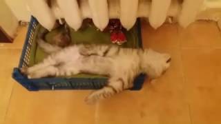 Смотреть онлайн Один милый кот засыпает под батареей
