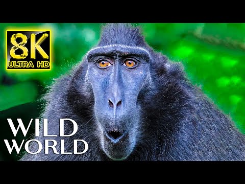 WILD WORLD in 8K ULTRA HD 60fps - Wildlife and Animals with Real Nature Sounds