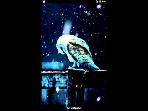 Sad Owl HD Livewallpaper video thumbnail