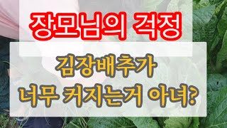 김장배추가 잘되서 걱정하신 장모님 맛있게 만들어 드릴께요