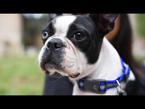 Миниатюра изображения товара Ошейник Ferplast Evolution C16/44 / 78000491 (фиолетовый)