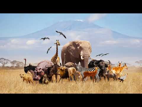 Top 50 Most Beautiful Animals In The World || Beautiful Animals