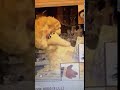 Sesame Street 4080
