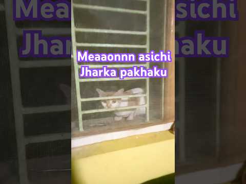 Meaaonn😍 #viralvideo #viralshorts #trending #trendingshorts #shorts #youtubeshorts #cat