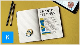 Learning the sensory and motor cranial nerves with a visual mnemonic | Kenhub