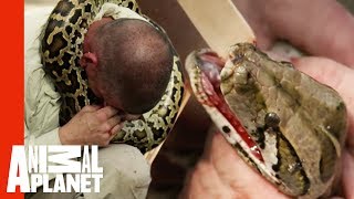 Python Latches to Handler's Face | Devoured