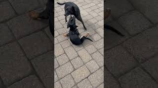Video preview image #1 Dachshund Puppy For Sale in Walnutport, PA, USA
