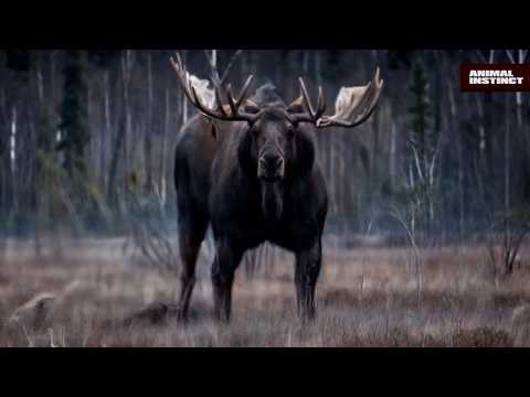 Moose Battles Bears in Epic Forest Showdown! The forest Giant is in action!