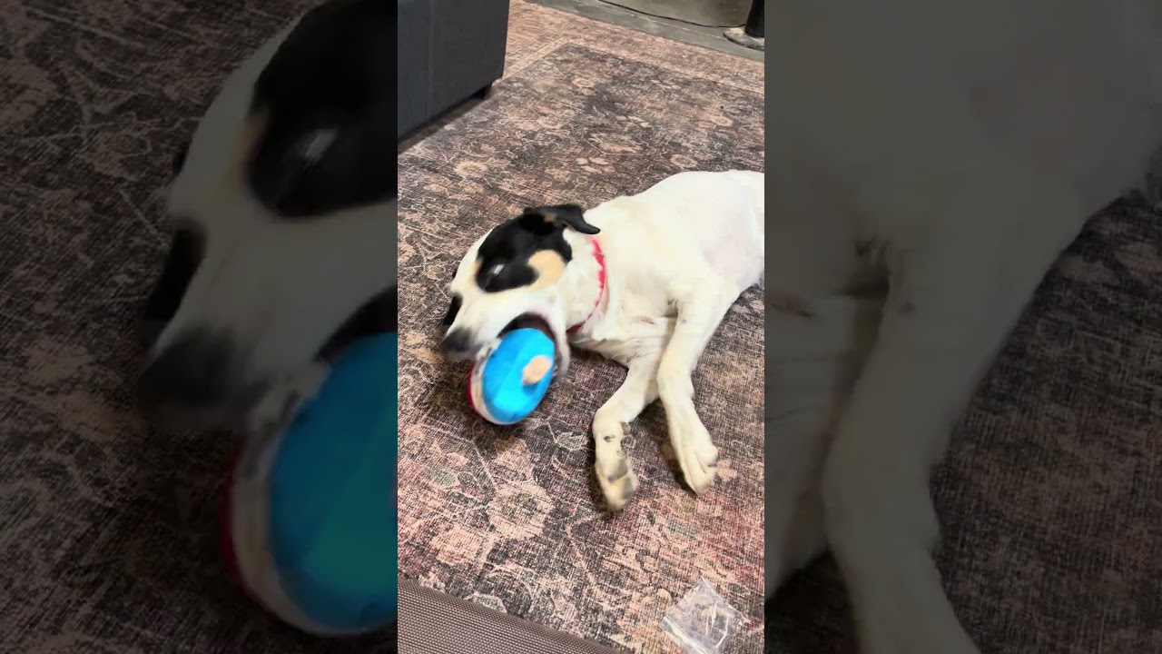 Enlarge Leia, a Adoptable mixed breed in Gilbert, AZ video 5/6