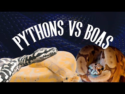 Python VS Boa: The Ultimate Showdown