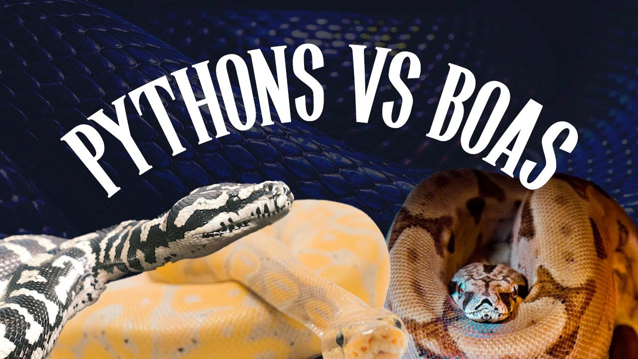 Python VS Boa: The Ultimate Showdown