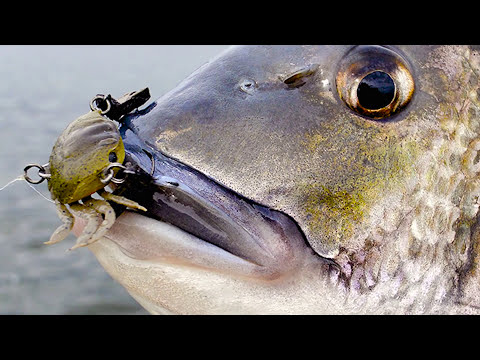Catch Big Fish Right Away With The CRANKA CRAB! (How To Use This Amazing Lure)