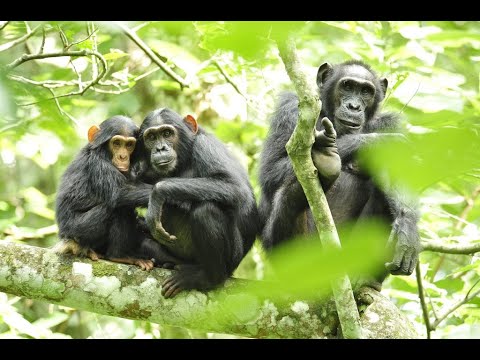 Doing a tier list of 4v4 players