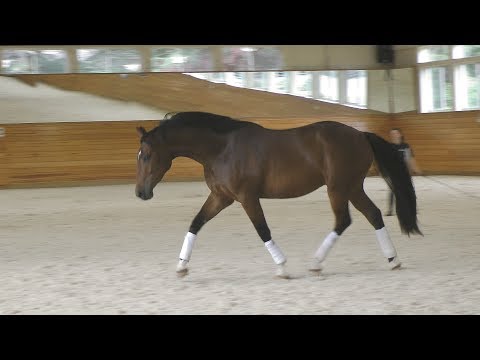 Kismet ISF in Free Movement at Iron Spring Farm, 2018 - SOLD