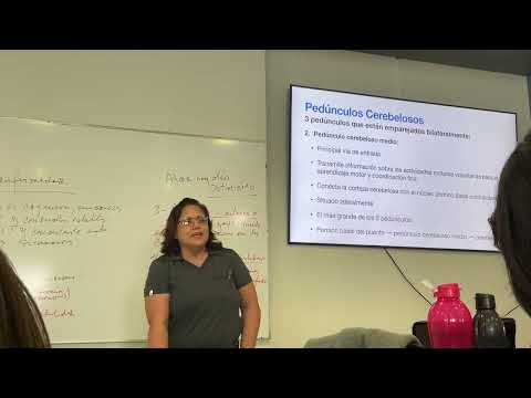 Cerebelo Pt 2