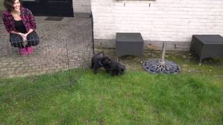 Veel medley Gek Overzicht van bonafide Labrador-Fokkers in Nederland
