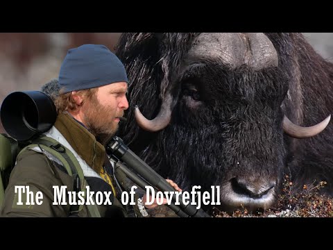 In search for the fight. A two-day Muskox Safari at Dovrefjell NP, Norway, with filming and camping.