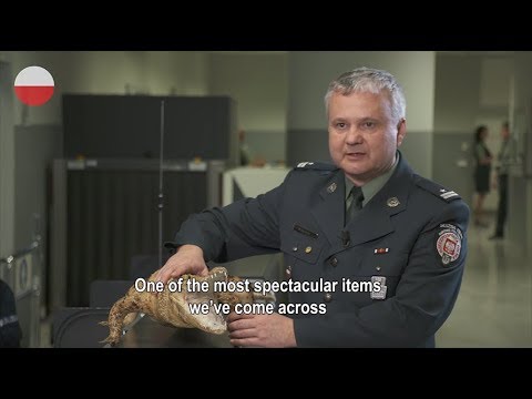 Weird customs' seizures