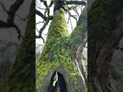 Raices de paillaco valdivia region de los Ríos 🌿🌱