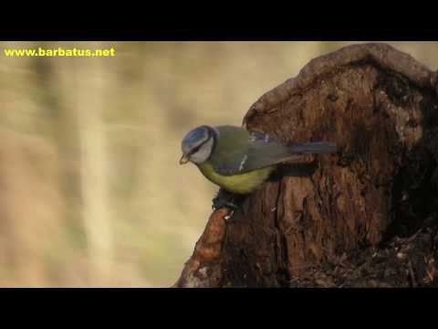 Herrerillo común ( Parus caeruleus ) Blue Tit